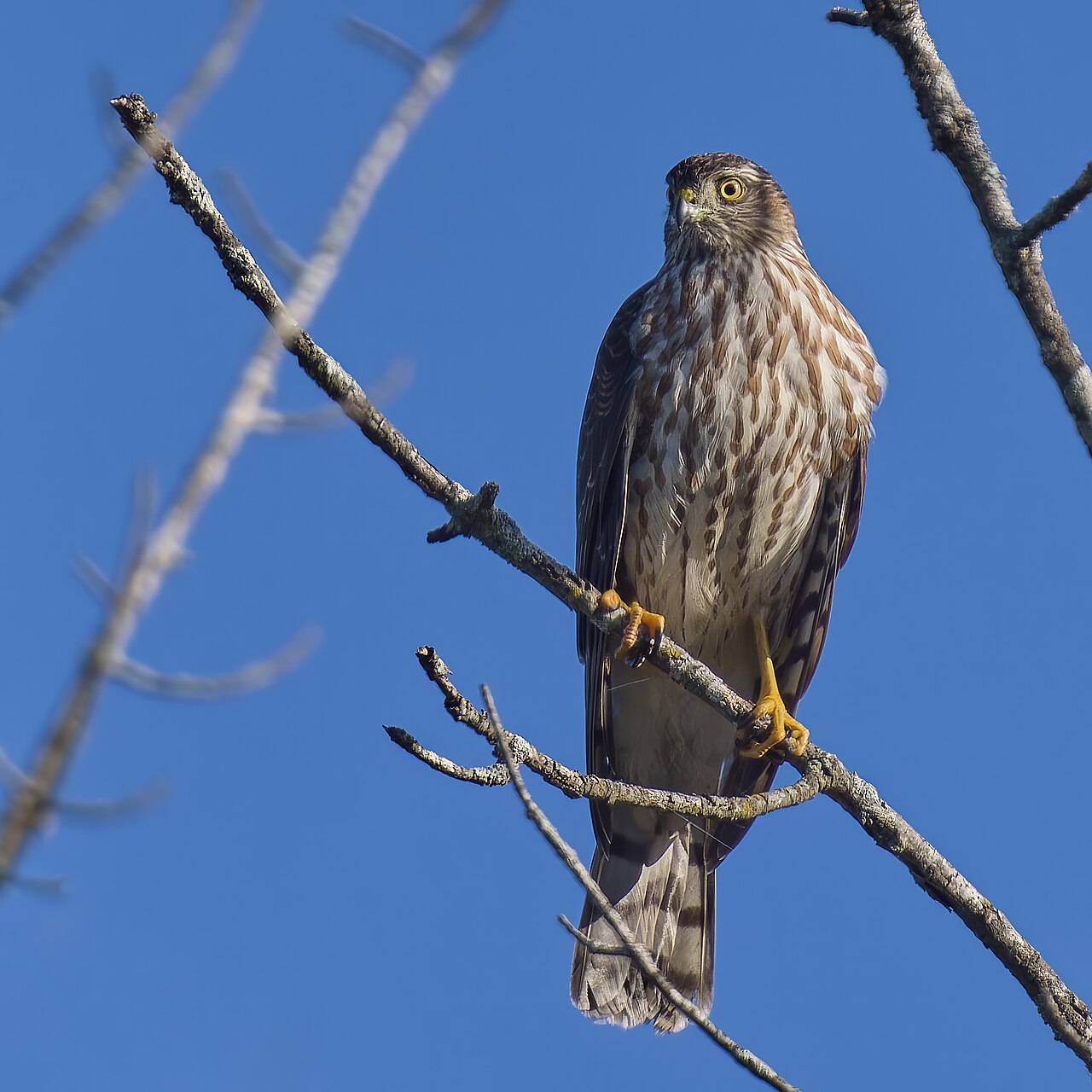 Amerikaanse sperwer (Accipiter striatus)