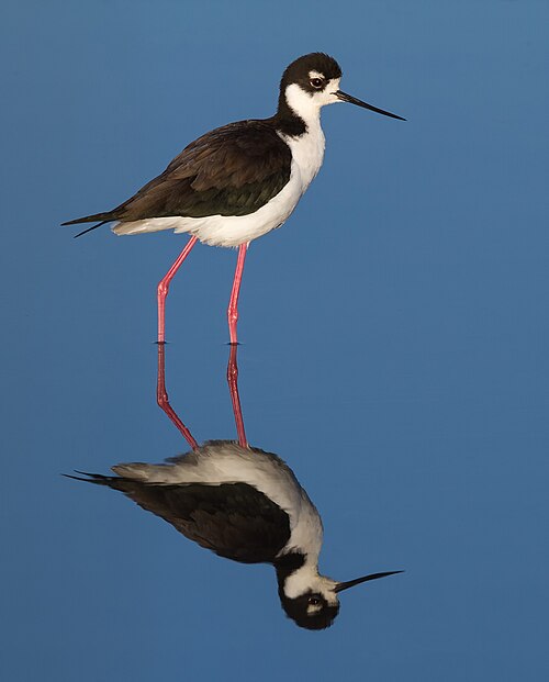 Amerikaanse steltkluut (Himantopus mexicanus)