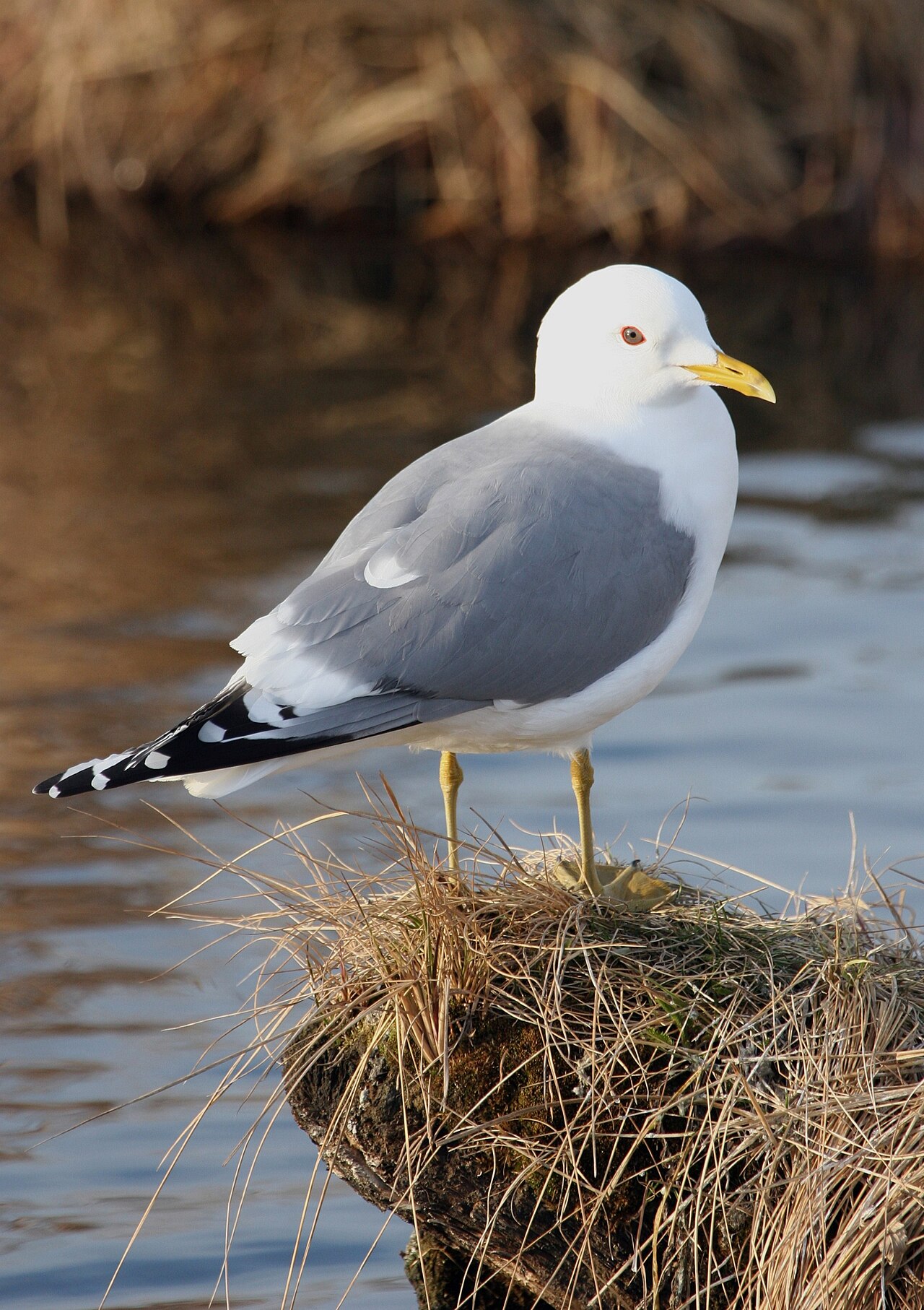 Short-billed Gull (Larus brachyrhynchus)
