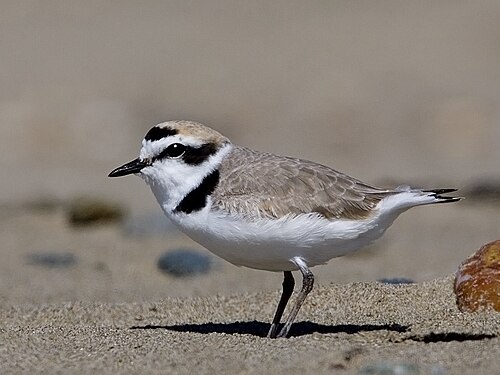 Amerikaanse Strandplevier (Anarhynchus nivosus)