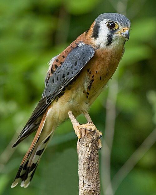Amerikaanse torenvalk (Falco sparverius)
