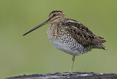 Amerikaanse Watersnip (Gallinago delicata)