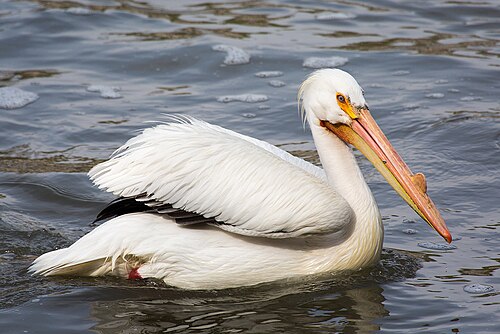 Amerikaanse witte pelikaan (Pelecanus erythrorhynchos)