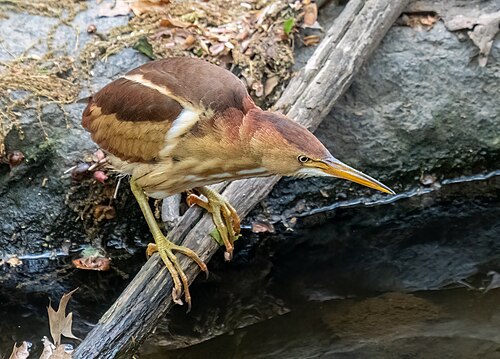 Amerikaanse woudaap (Botaurus exilis)
