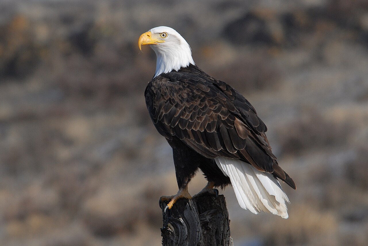 Bald Eagle (Haliaeetus leucocephalus)