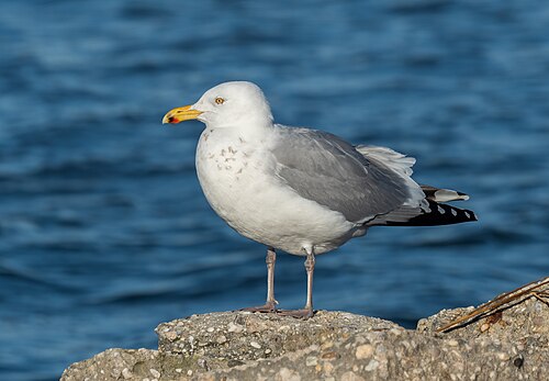 Amerikaanse zilvermeeuw (Larus smithsonianus)