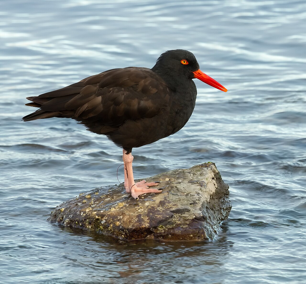 Ostrero negro (Haematopus bachmani)