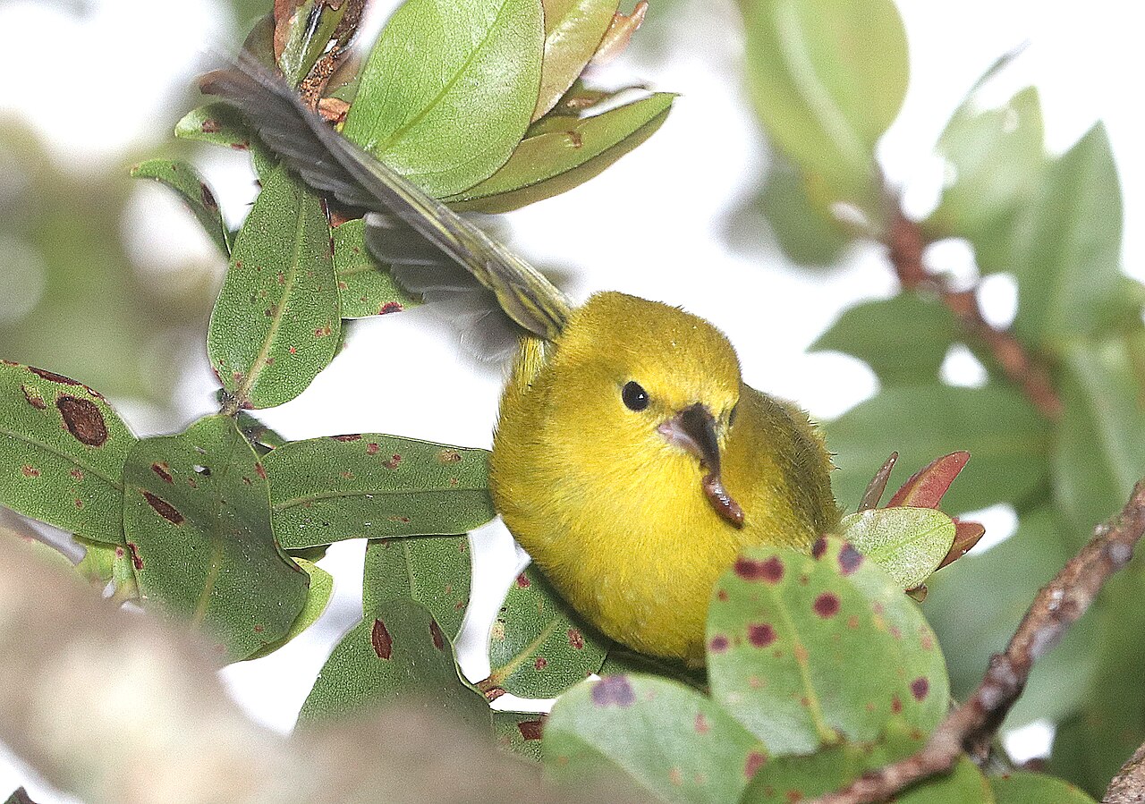 Anianiau (Magumma parva)