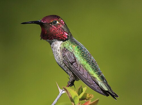 Anna's kolibrie (Calypte anna)