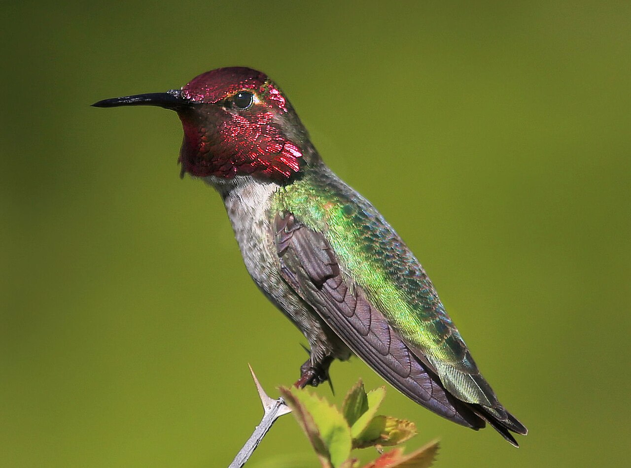 Anna's kolibrie (Calypte anna)