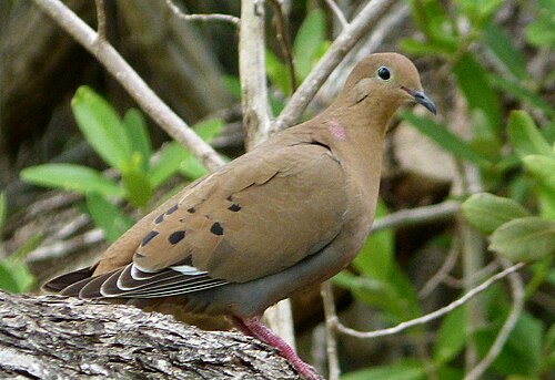 Antilliaanse Treurduif (Zenaida aurita)