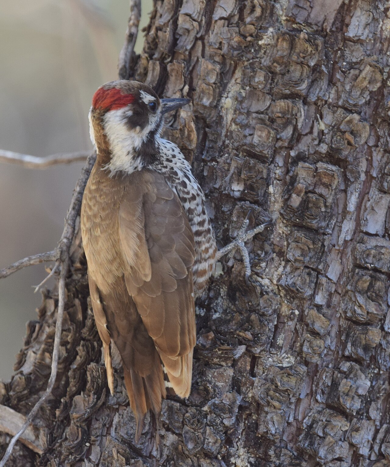 Arizonaspecht (Leuconotopicus arizonae)