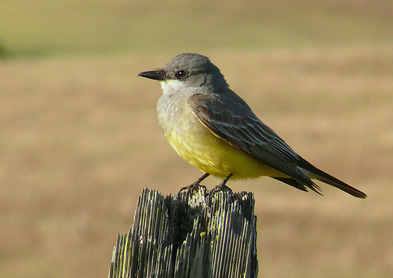 Arkansaskoningstiran (Tyrannus verticalis)