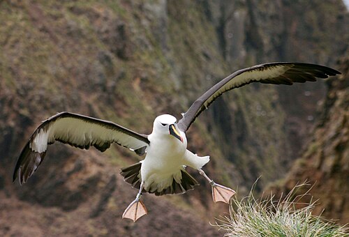Atlantische geelneusalbatros (Thalassarche chlororhynchos)