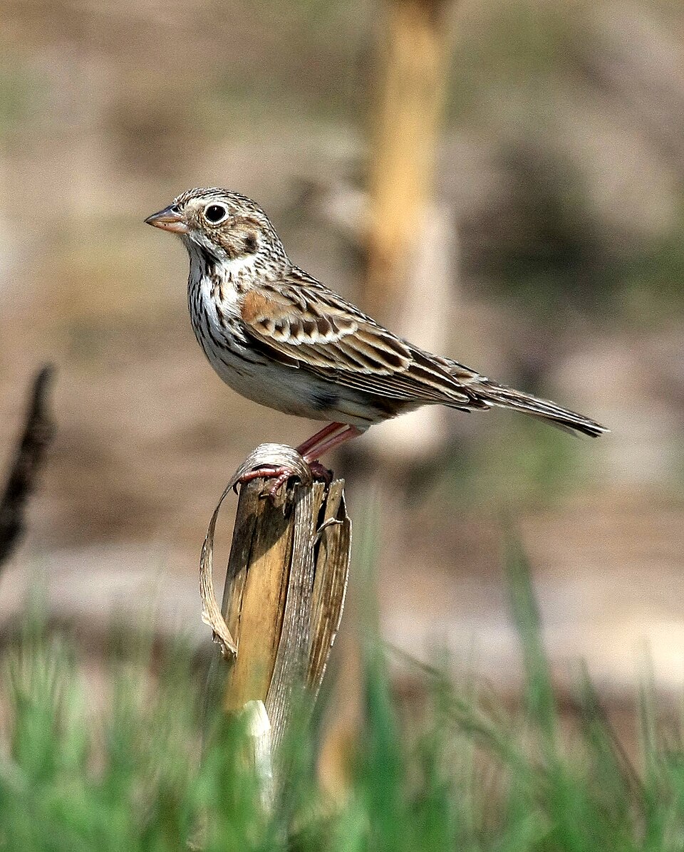 Avondgors (Pooecetes gramineus)