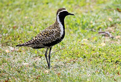 Aziatische Goudplevier (Pluvialis fulva)