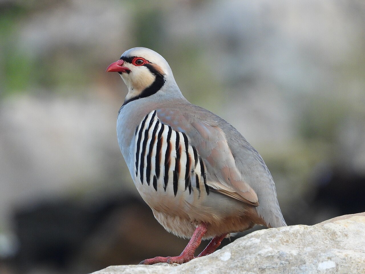 Aziatische steenpatrijs (Alectoris chukar)