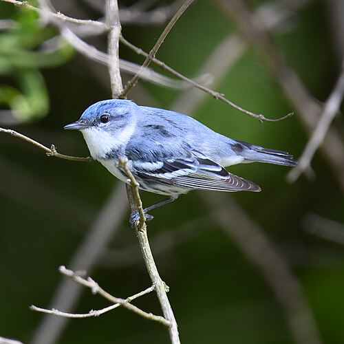 Azuurzanger (Setophaga cerulea)
