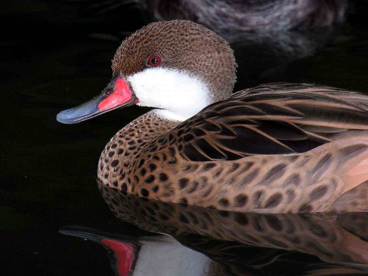 Bahamapijlstaart (Anas bahamensis)