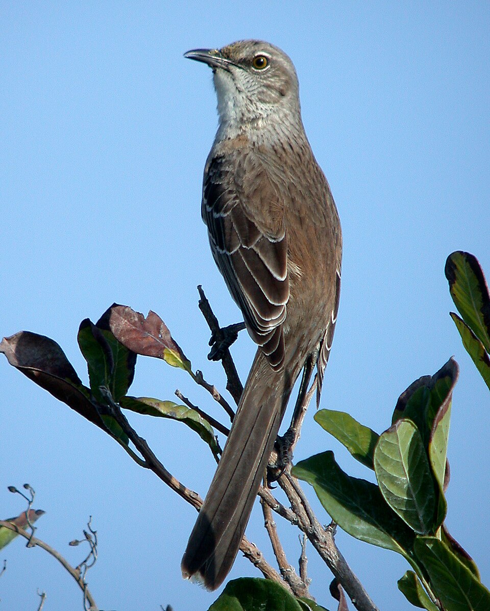 Bahamaspotlijster (Mimus gundlachii)