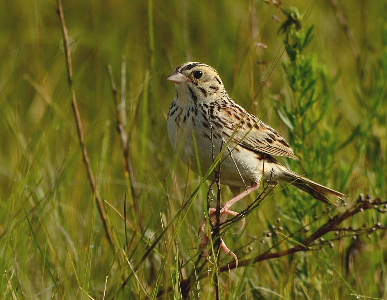 Bairdgors (Centronyx bairdii)