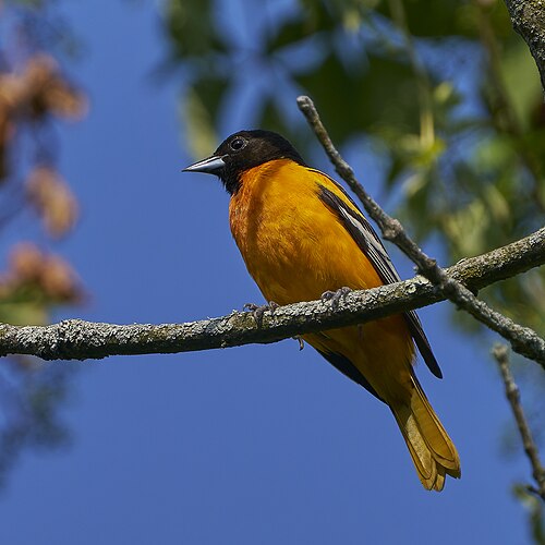 Baltimoretroepiaal (Icterus galbula)