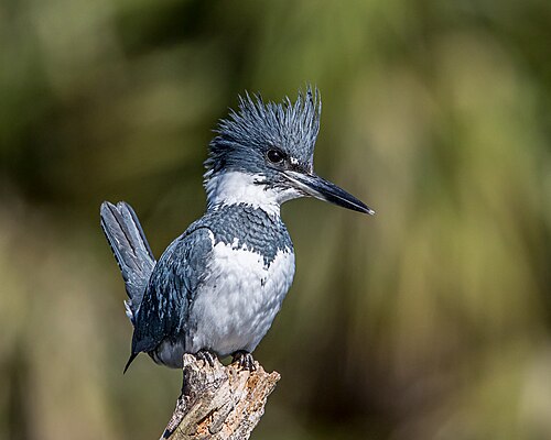 Bandijsvogel (Megaceryle alcyon)