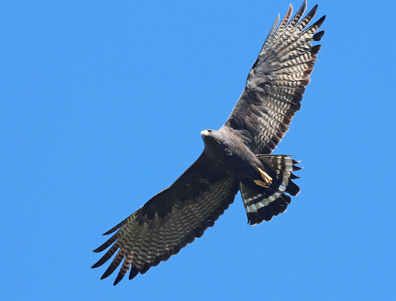 Zone-tailed Hawk (Buteo albonotatus)