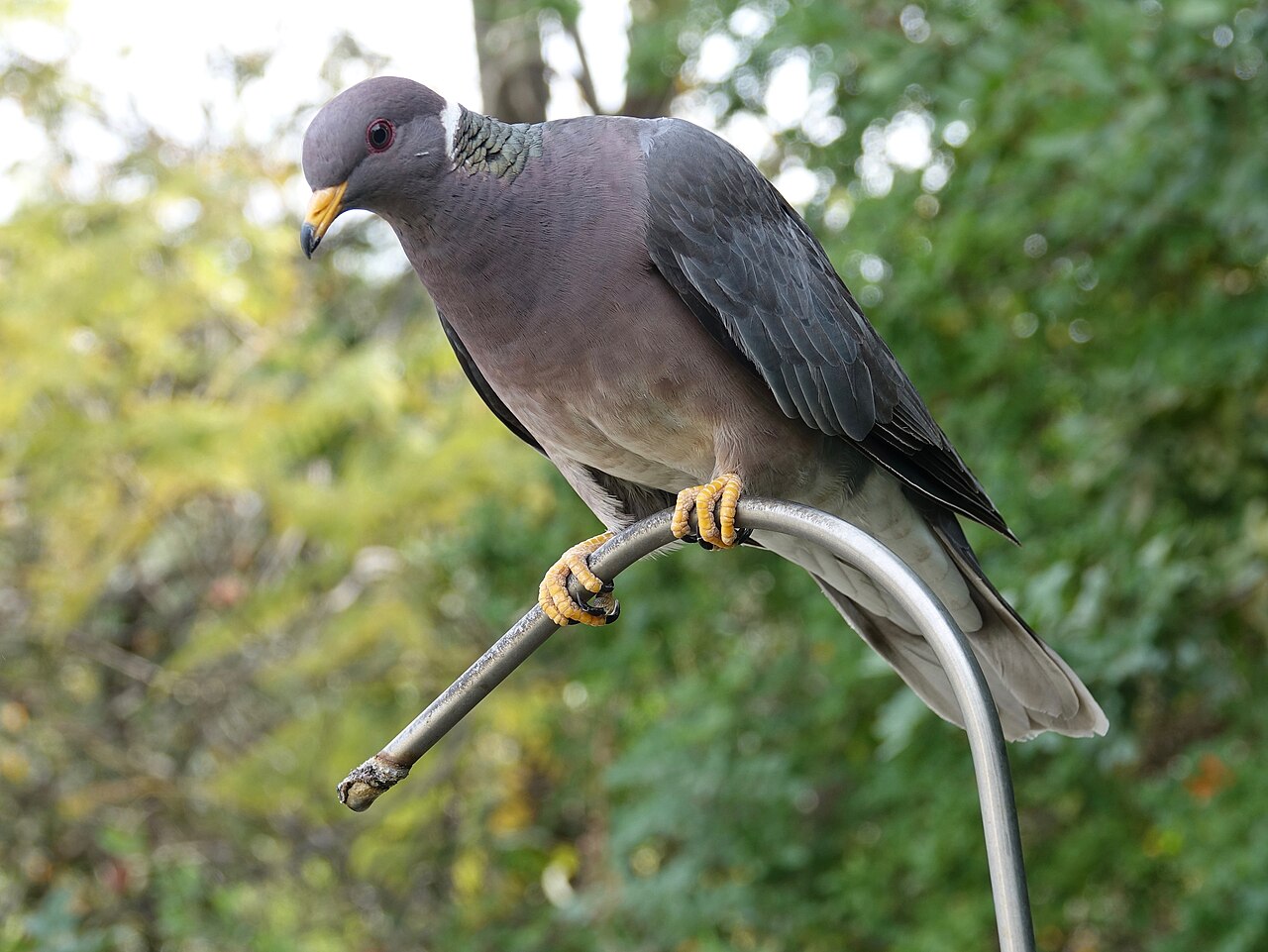 Bandstaartduif (Patagioenas fasciata)