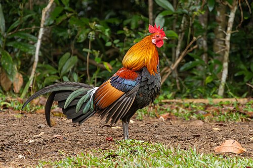 Bankivahoen (Gallus gallus)