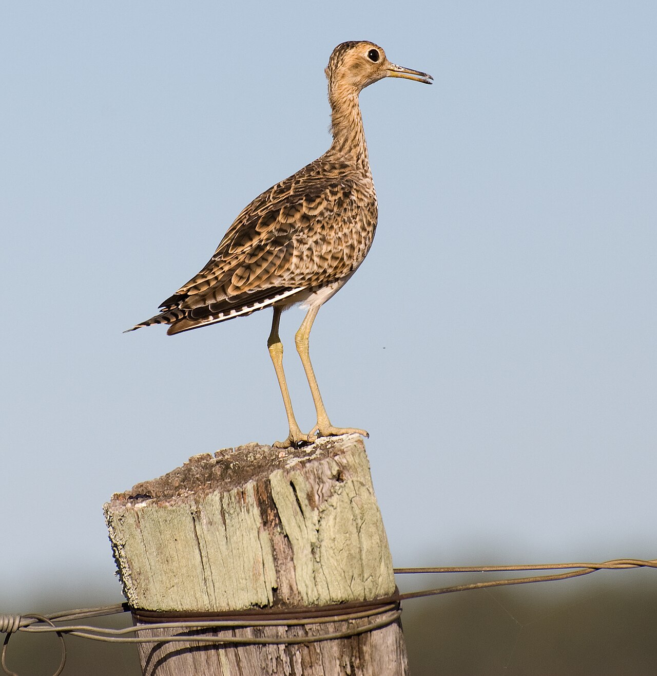 Upland Sandpiper (Bartramia longicauda)
