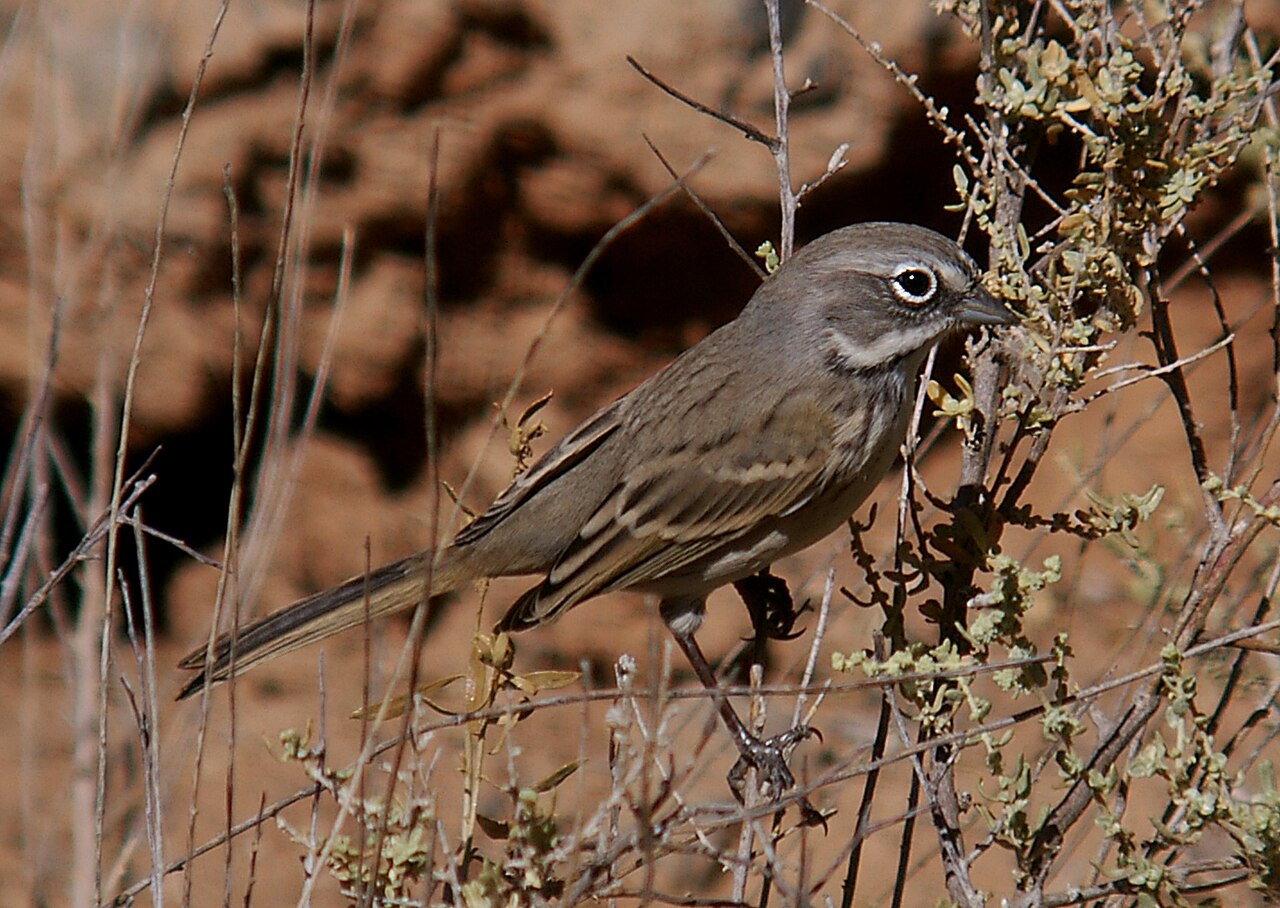 Bells gors (Artemisiospiza belli)