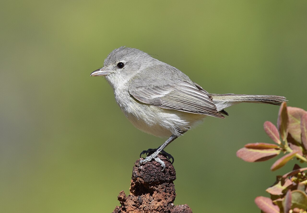 Vireo de Bell (Vireo bellii)
