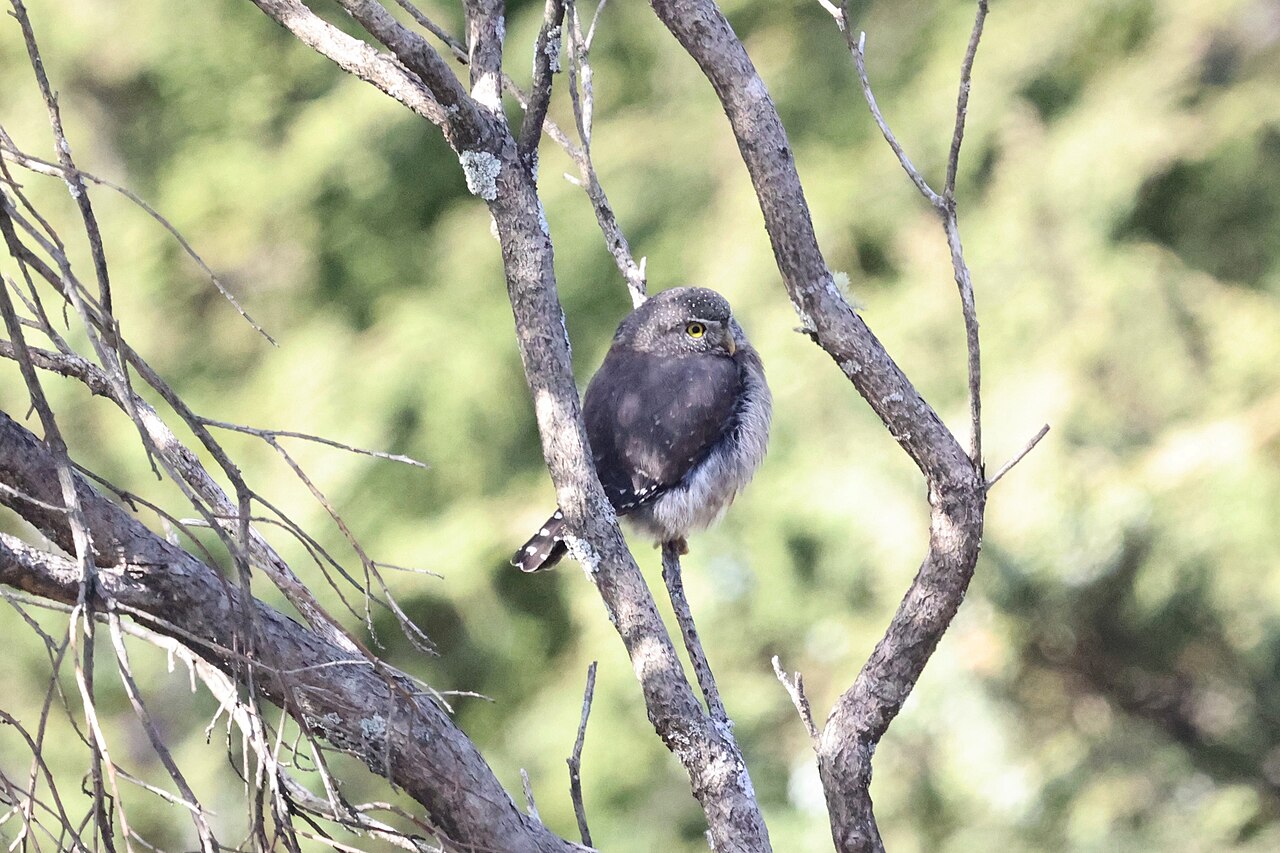 Bergdwerguil, ondersoort glaucidium gnoma cobanense, grijze vorm