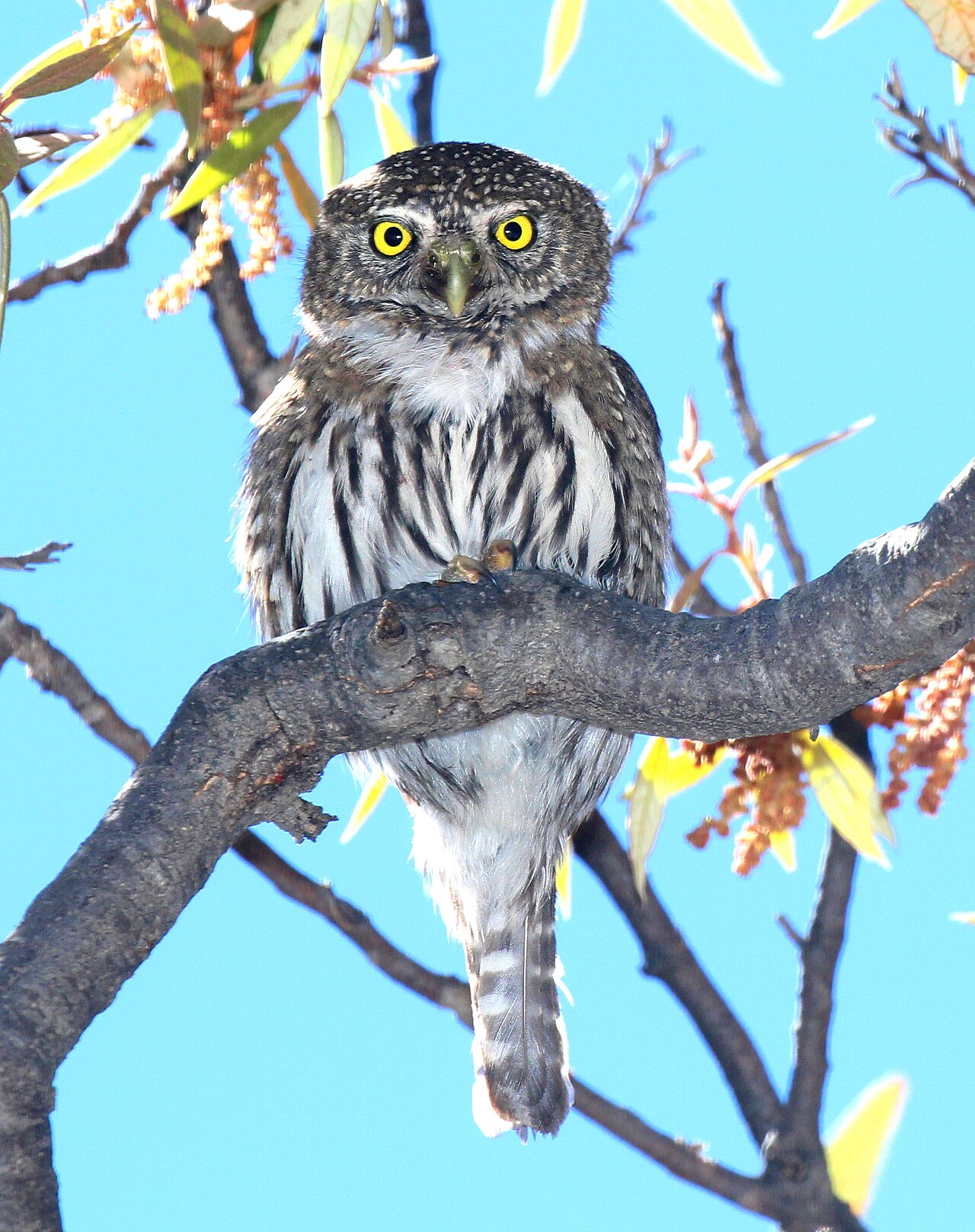 Bergdwerguil (Glaucidium gnoma)