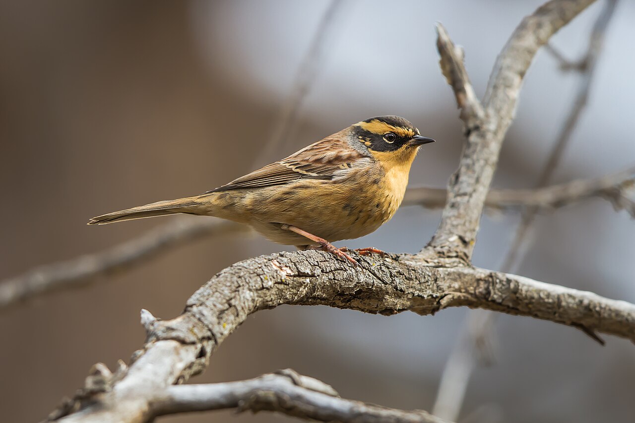 Siberian Accentor (Prunella montanella)