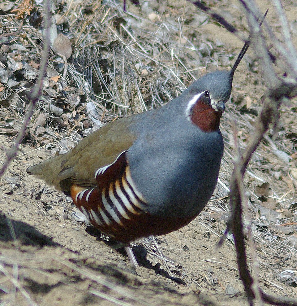 Mountain Quail (Oreortyx pictus)