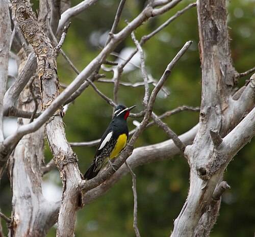 Bergsapspecht (Sphyrapicus thyroideus)