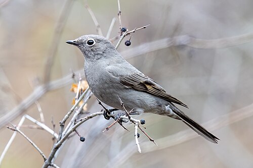 Bergsolitaire (Myadestes townsendi)