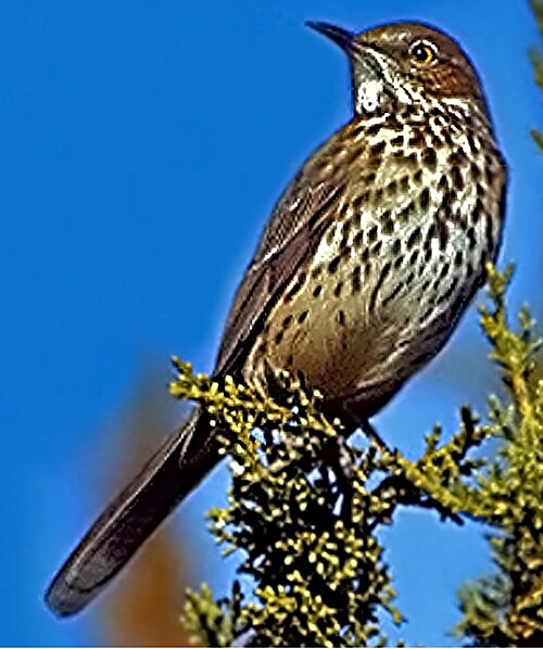Bergspotlijster (Oreoscoptes montanus)