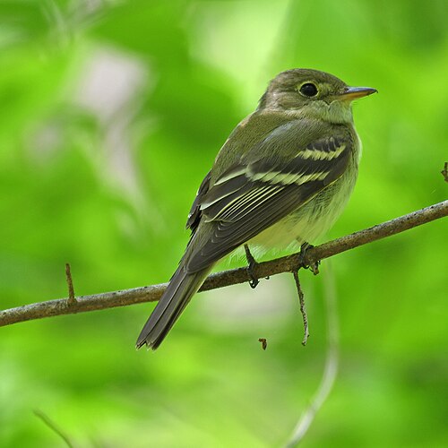Beukenfeetiran (Empidonax virescens)
