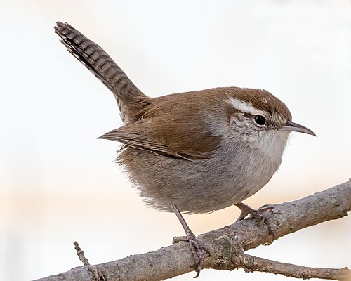 Bewicks Winterkoning (Thryomanes bewickii)