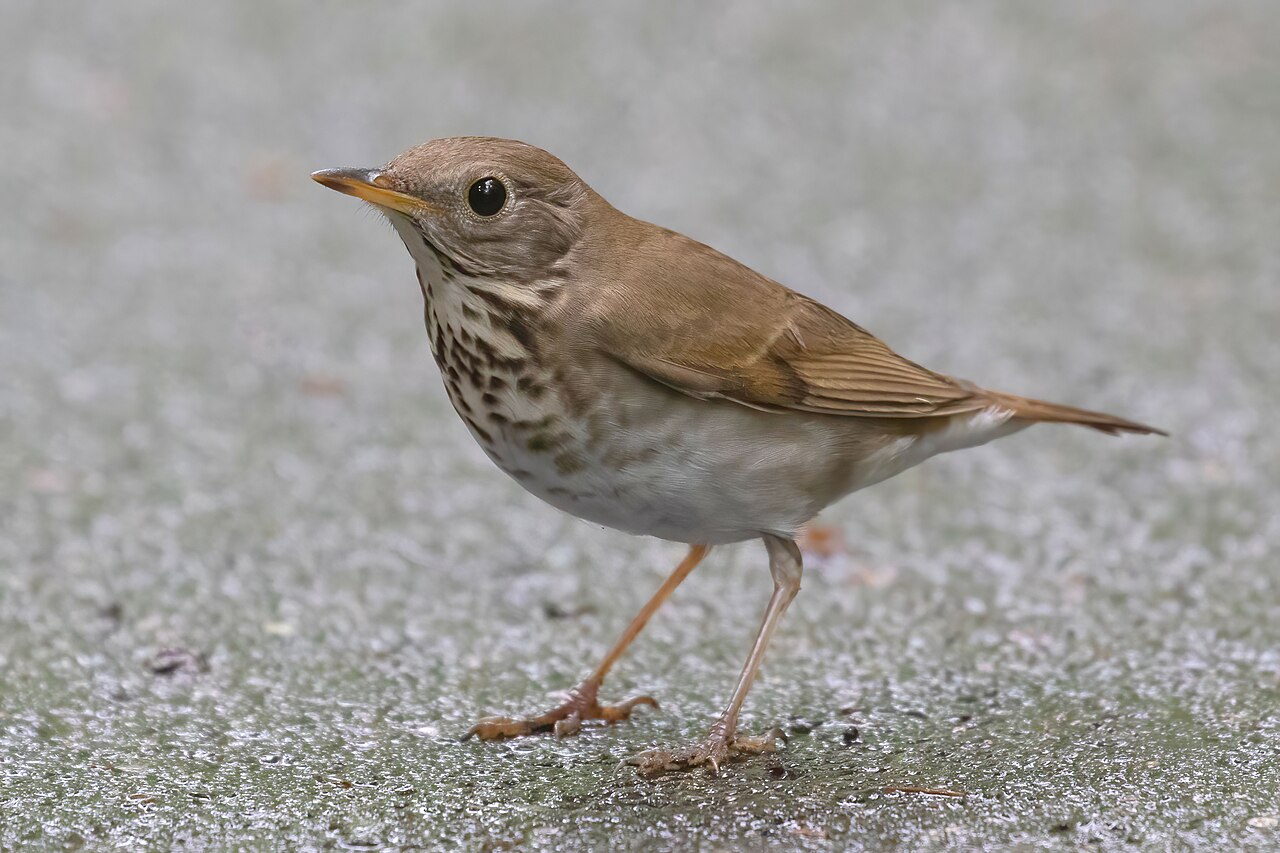 Bicknell's Thrush (Catharus bicknelli)