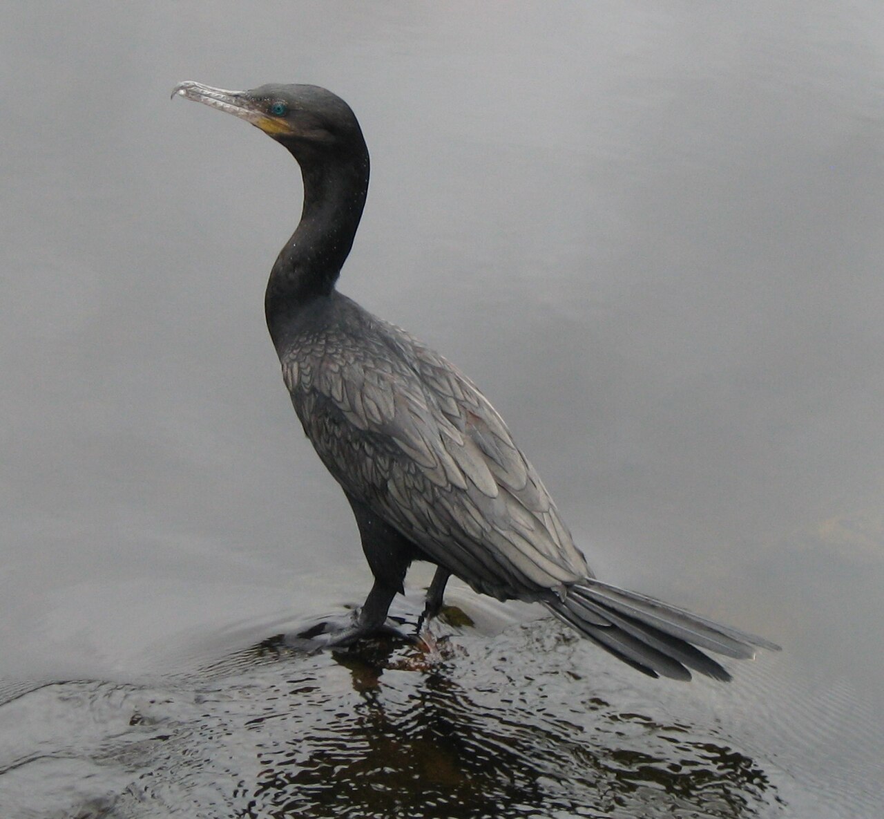 Neotropic Cormorant (Nannopterum brasilianum)
