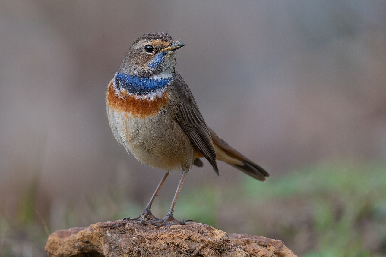 Blauwborst (Luscinia svecica)