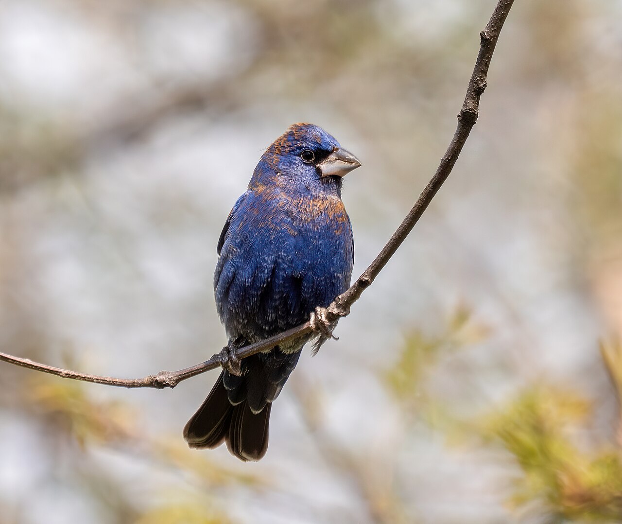 Azulillo grande (Passerina caerulea)