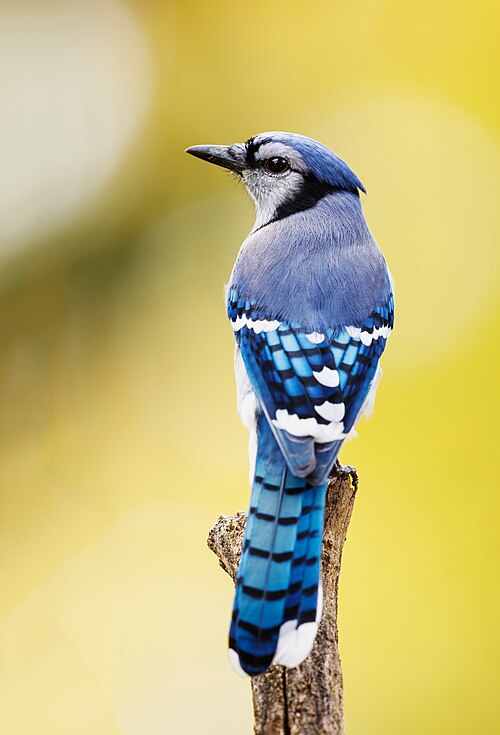 Blauwe gaai (Cyanocitta cristata)
