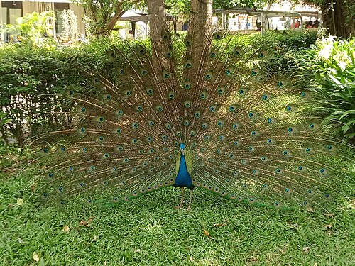 Blauwe Pauw (Pavo cristatus)