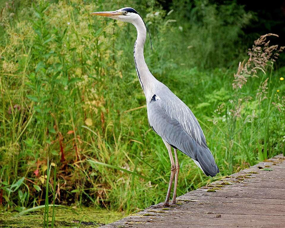Blauwe reiger (Ardea cinerea)