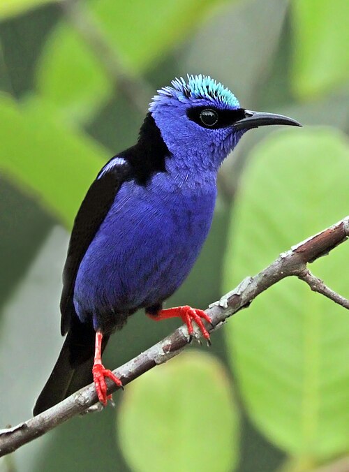 Blauwe Suikervogel (Cyanerpes cyaneus)